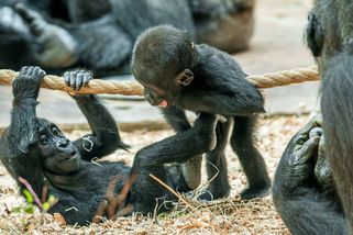 Zoo za časů Bobka. Co znamenalo, když někdo na poradě „zhasl“ - Seznam Zprávy